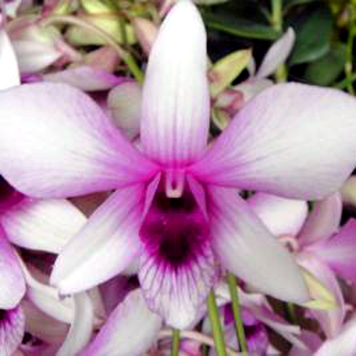 dendrobium-pipette.png