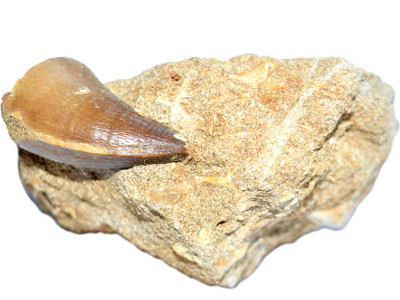 fossile dent mosasaurus